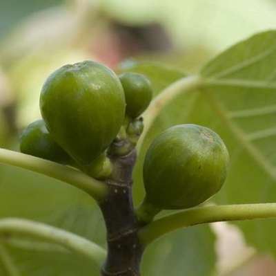 Ficus carica - pot - 40-50 cm