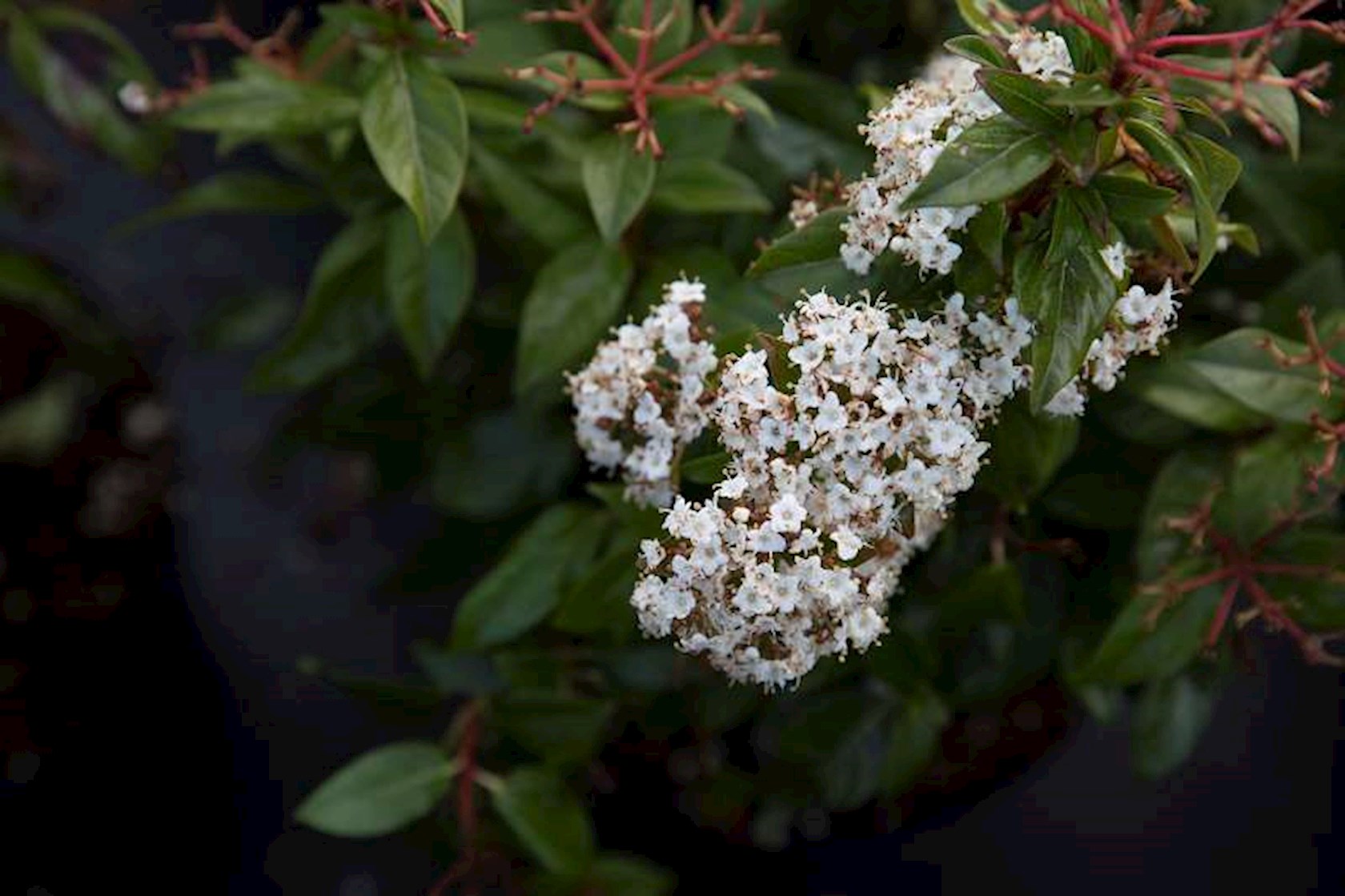 Plantenfiche-Viburnum-plicatum-f-tomentosum