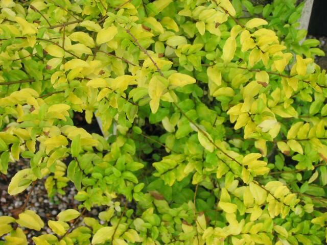 Plantenfiche-Ligustrum-ovalifolium-Lemon-and-Lime-