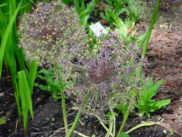 Plantenfiche-Allium-christophii