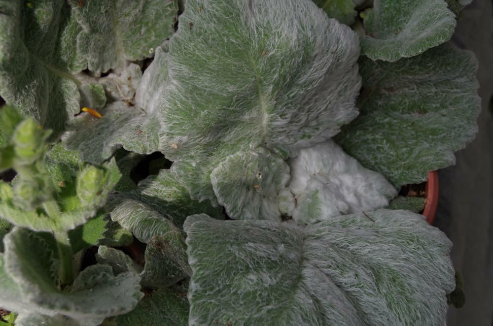 Plantenfiche-Salvia-argentea