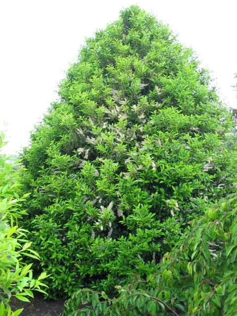 Plantenfiche-Prunus-lusitanica