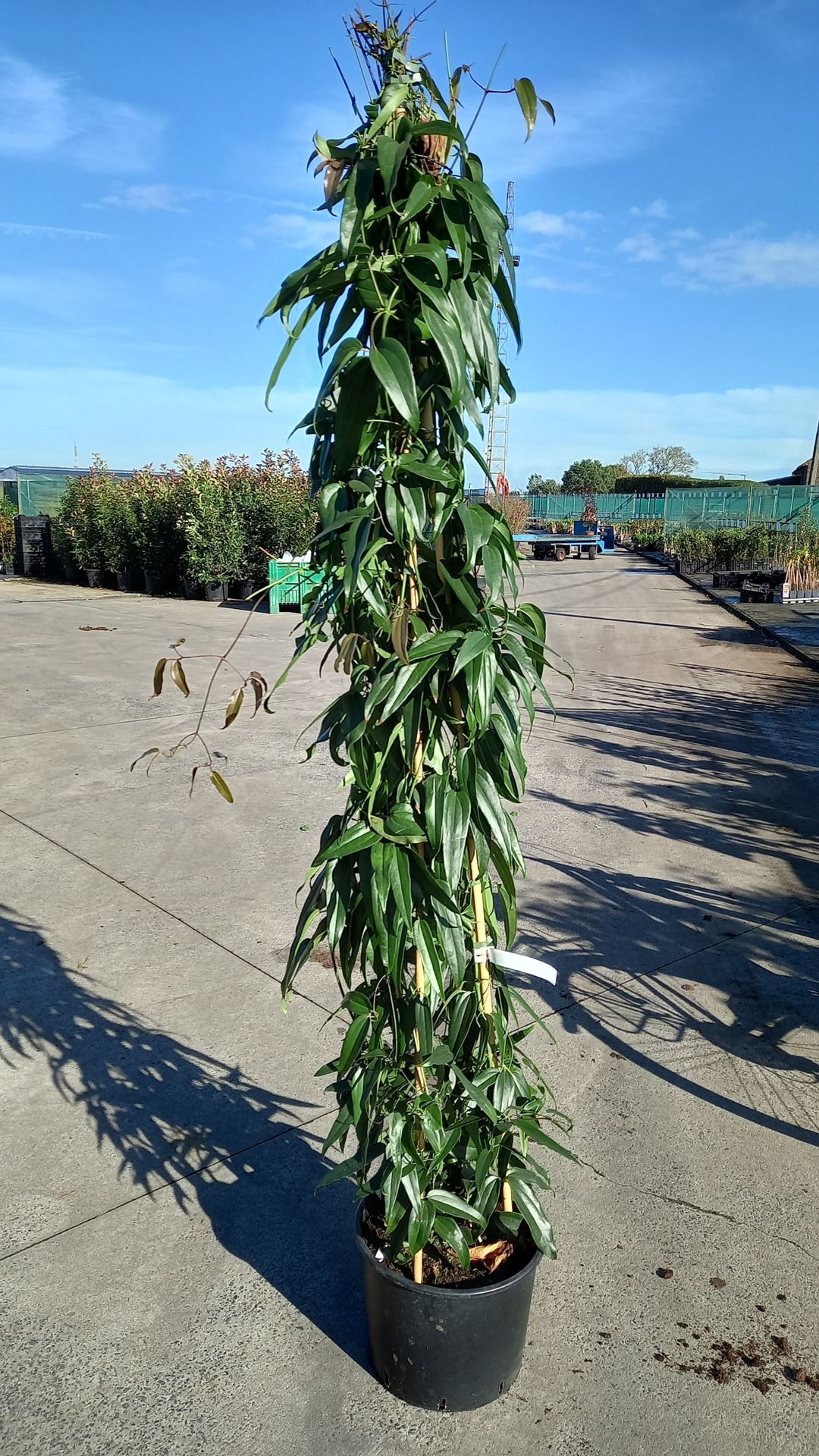 Clematis armandii - pot 20L - 175-200 cm