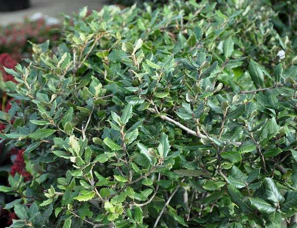 Quercus ilex - pot 55L - 175-200 cm - meerstammig