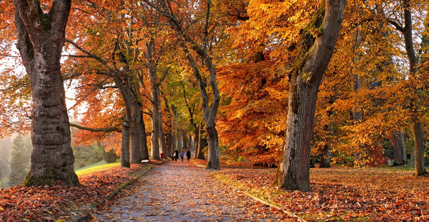 autumn forest with orange and red leaves on the trees