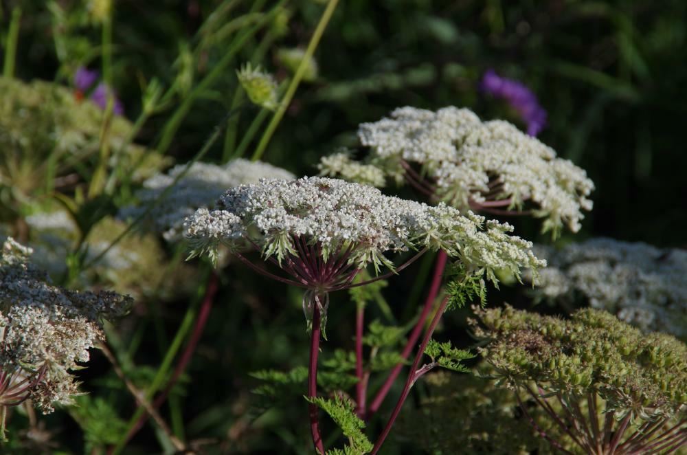 Plantenfiche-Selinum-wallichianum