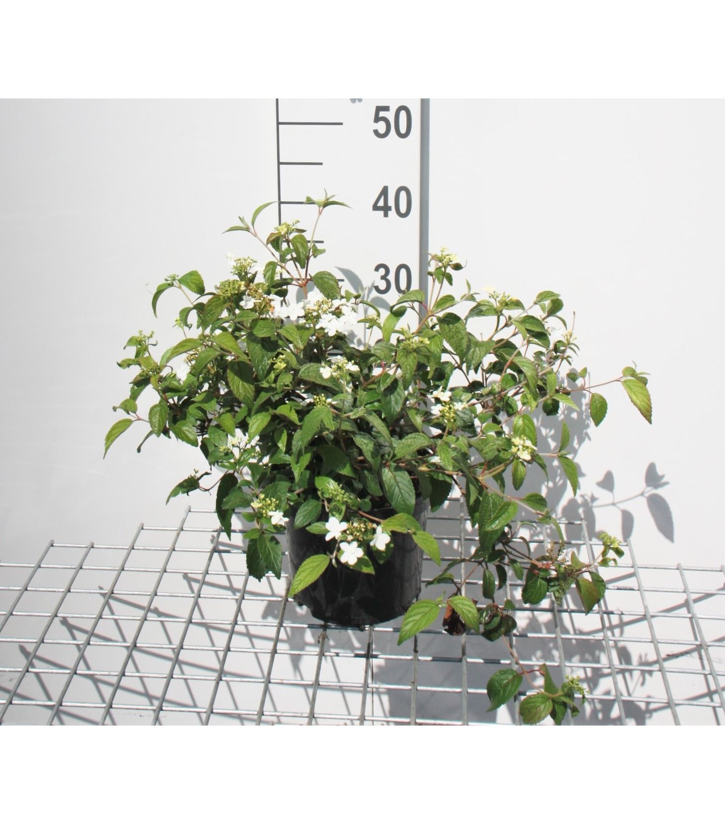 Viburnum plicatum 'Watanabe' - pot - 30-40 cm