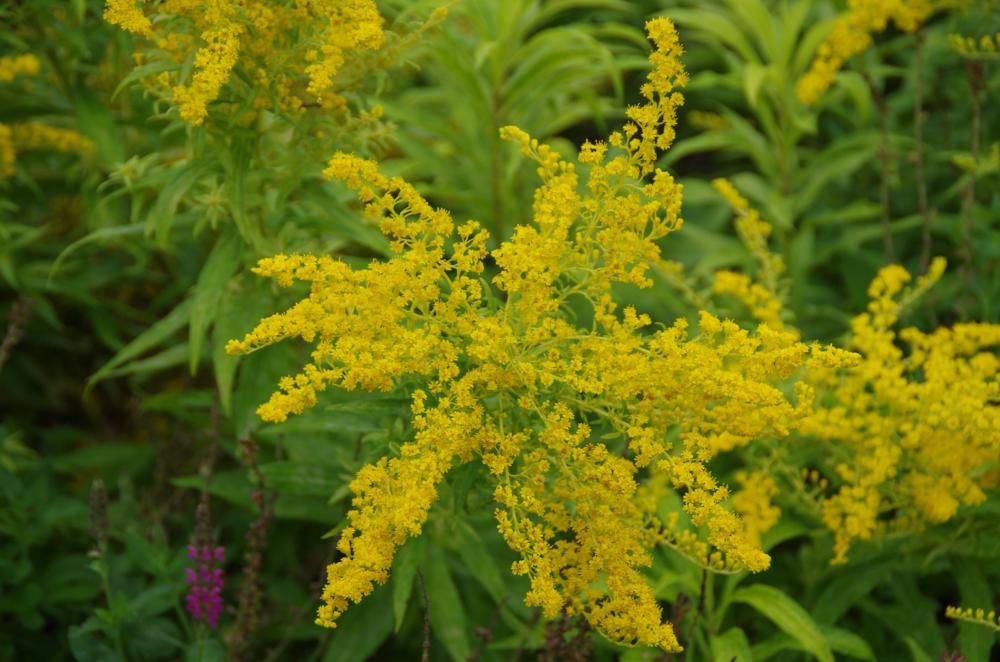 Plantenfiche-Solidago-Golden-Mosa-