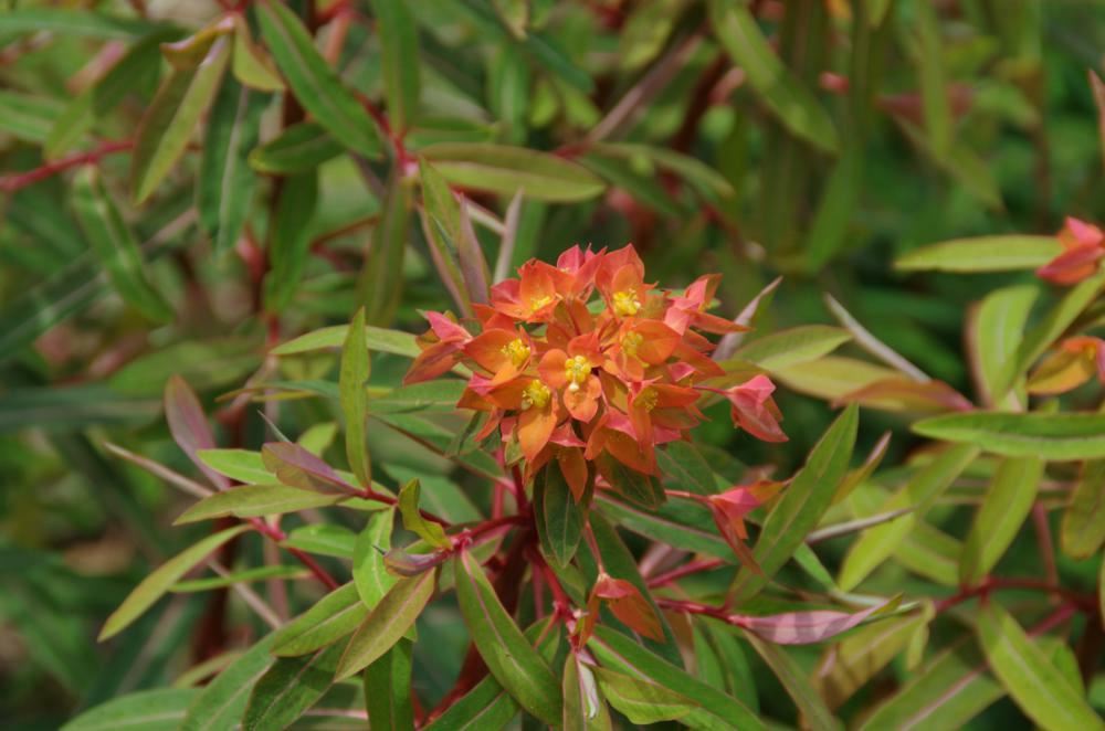 Plantenfiche-Euphorbia-griffithii-Fireglow-
