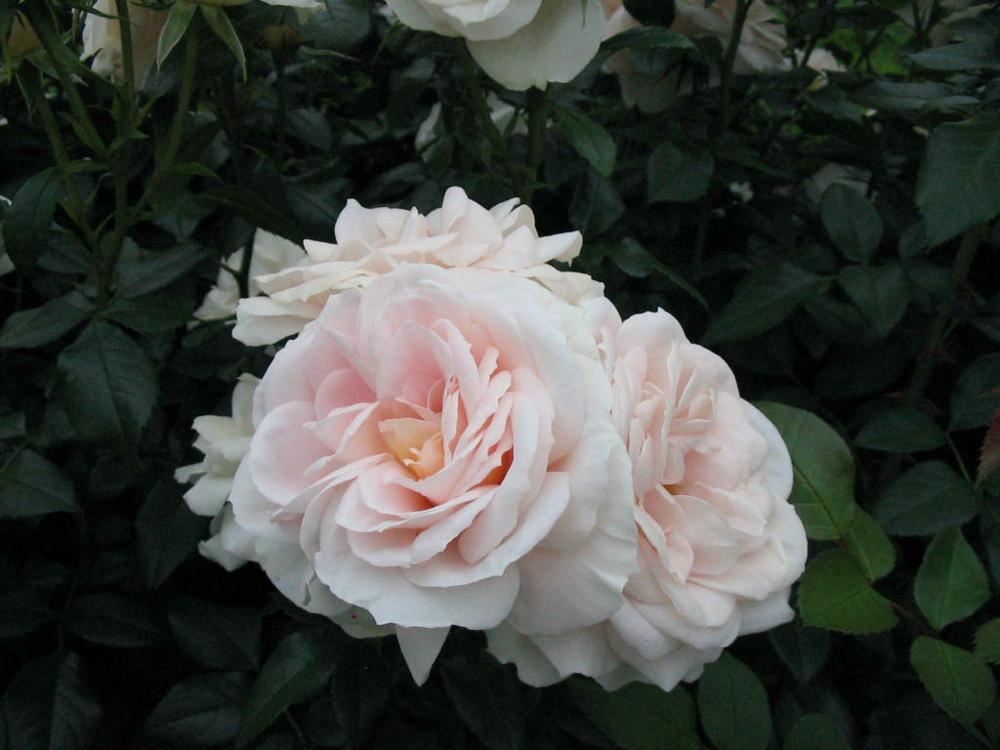 Plantenfiche-Rosa-Korvanaber-Lions-Rose-