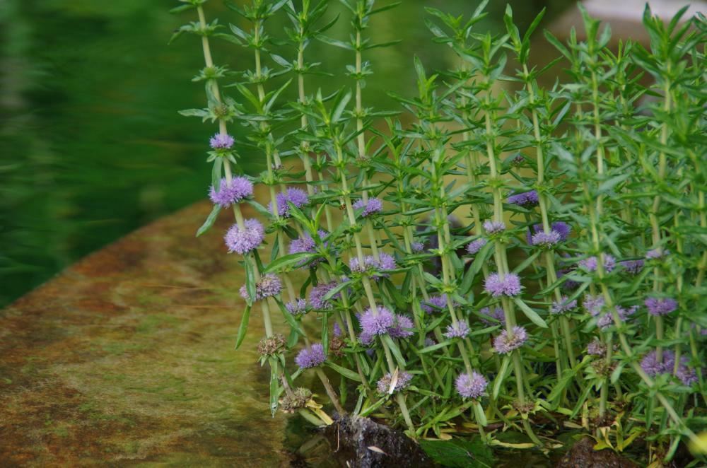 Plantenfiche-Mentha-cervina