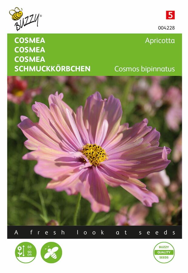Buzzy Cosmos 'Cosmeo Apricotta'