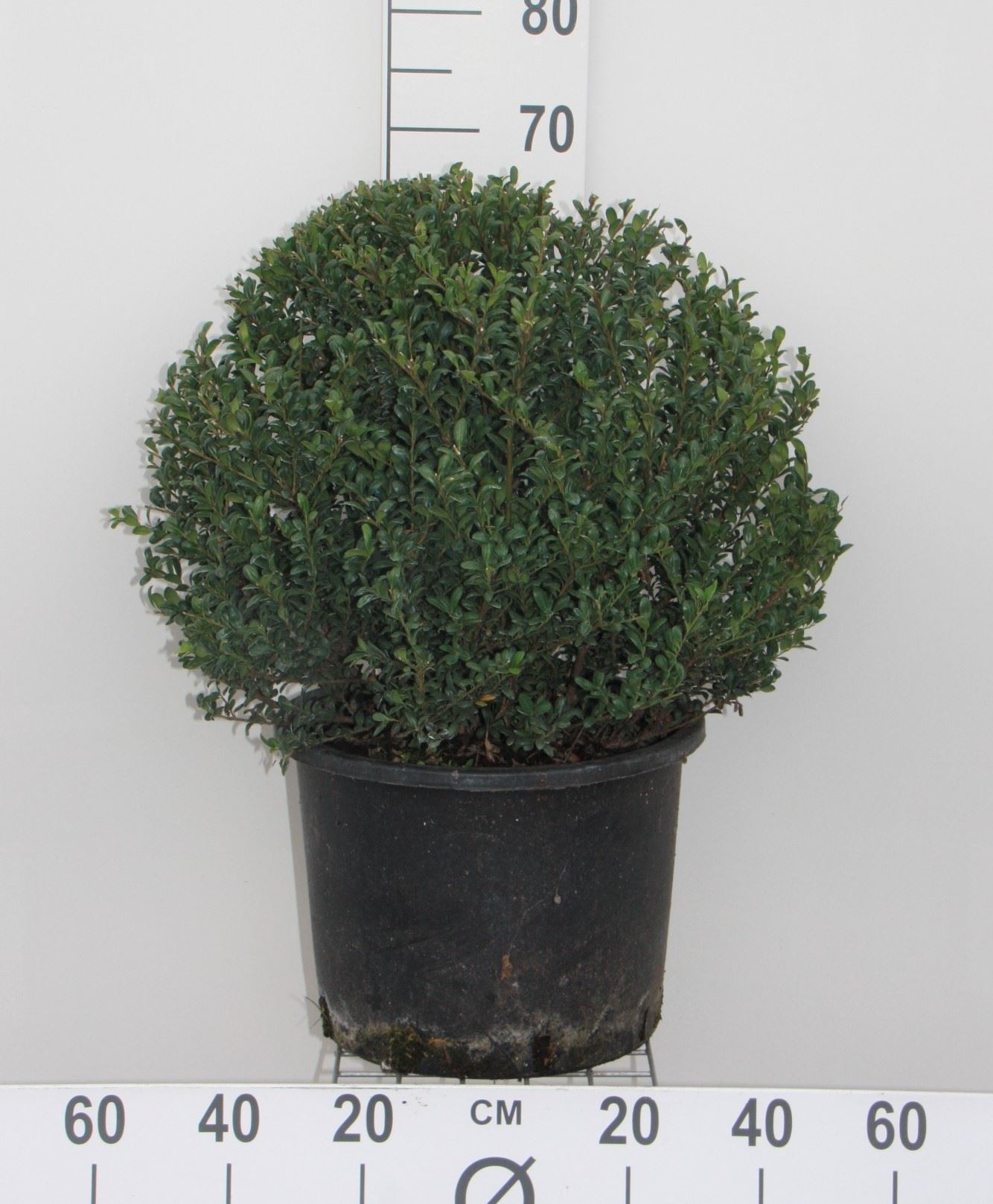 Ilex crenata 'Convexa' - pot - spherical shape - ø50+ cm