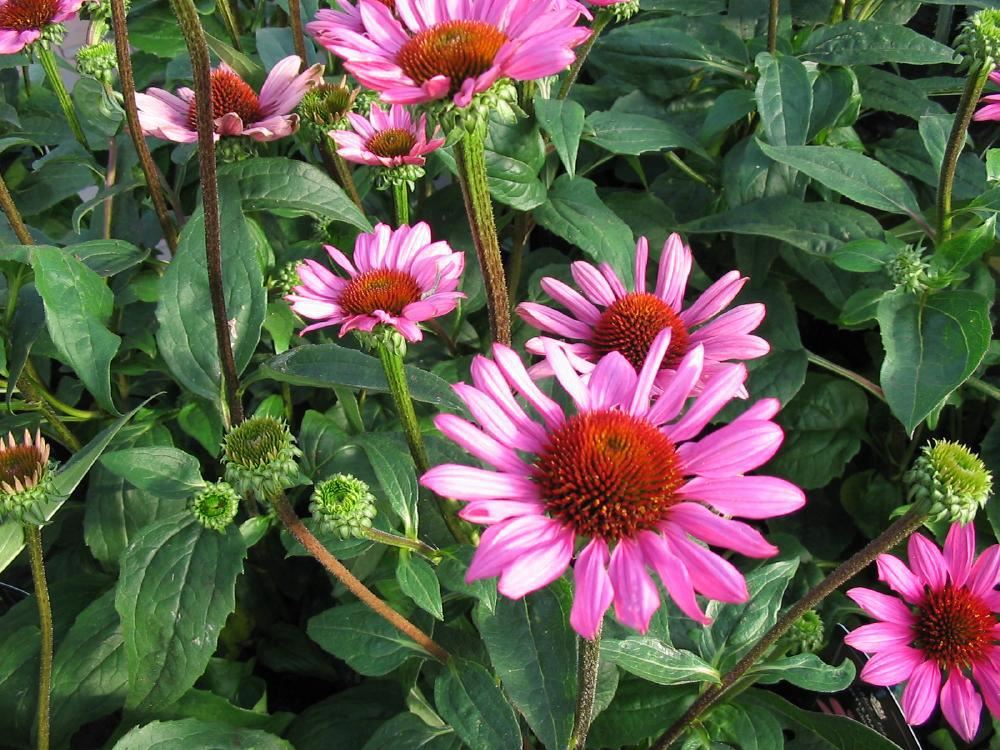 Plantenfiche-Echinacea-purpurea-Little-Magnus-