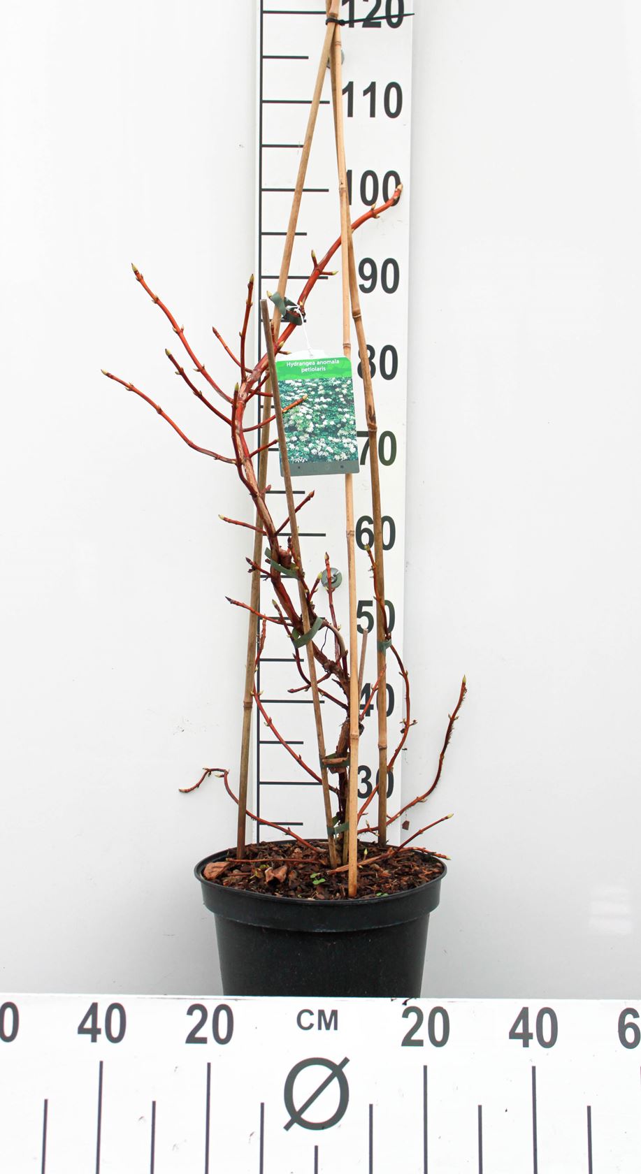 Hydrangea anomala subsp. petiolaris - pot 10L - 80-100 cm