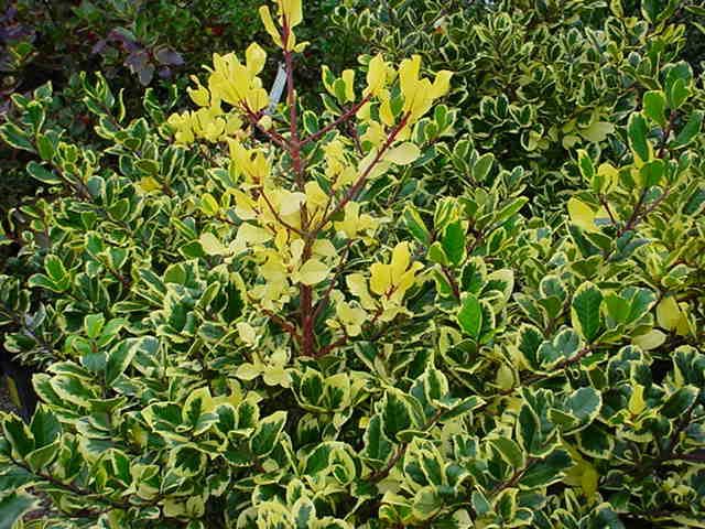 Plantenfiche-Ilex-x-altaclerensis-Golden-King-