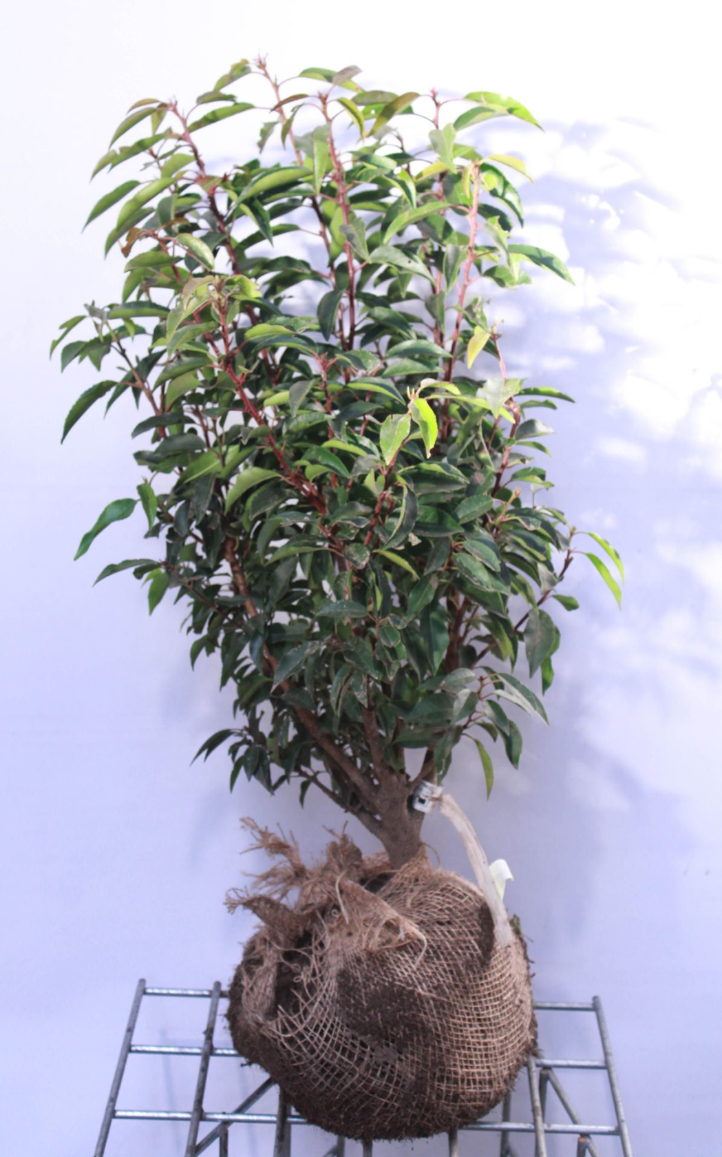 Prunus lusitanica 'Angustifolia' - clod of earth - 60-80 cm - bush