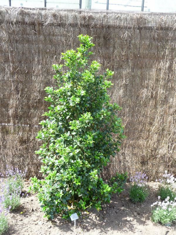 Plantenfiche-Ilex-x-meserveae-Hachfee-Heckenfee-