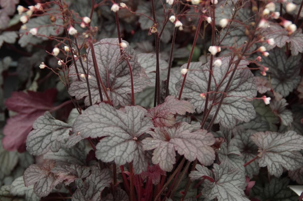 Plantenfiche-Heuchera-Shanghai-