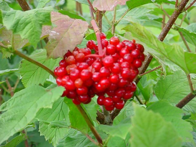 Plantenfiche-Viburnum-opulus-Gelderse-roos-