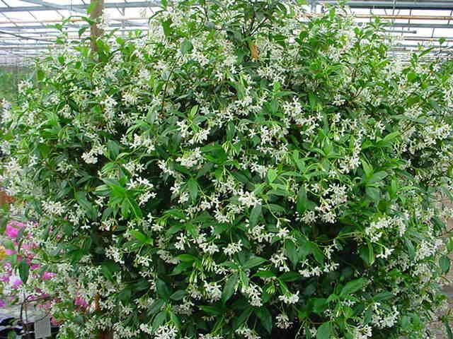 Plantenfiche-Trachelospermum-jasminoides