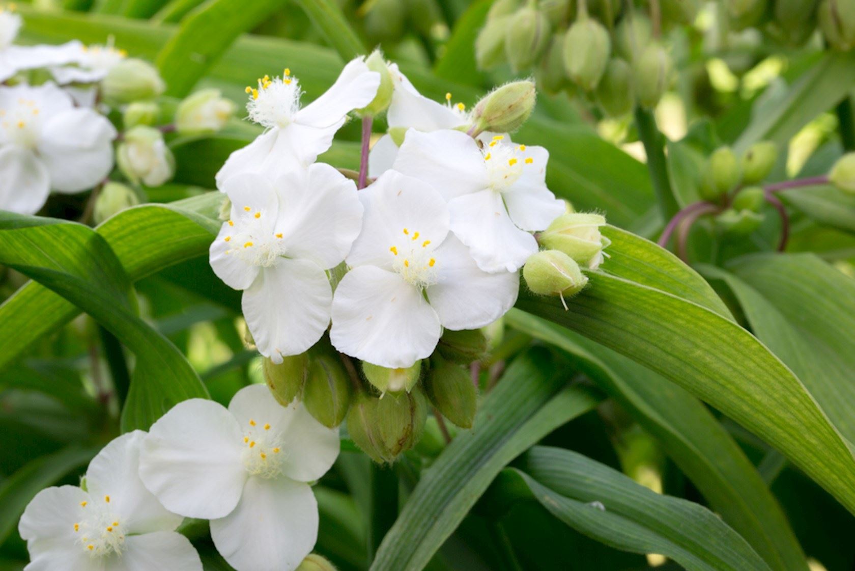 Plantenfiche-Tradescantia-Innocence-