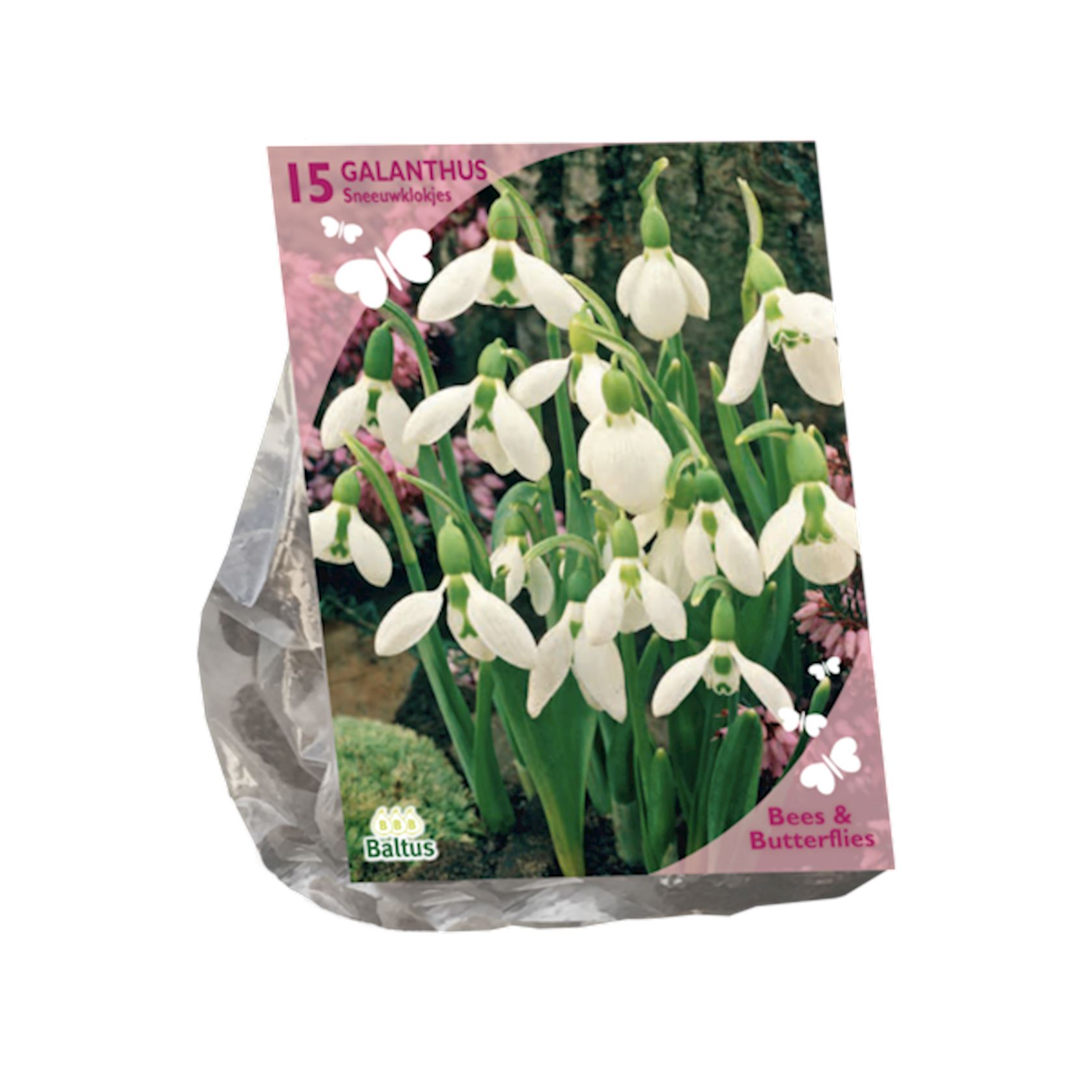 bees-butterflies-galanthus-woronowii-per-15