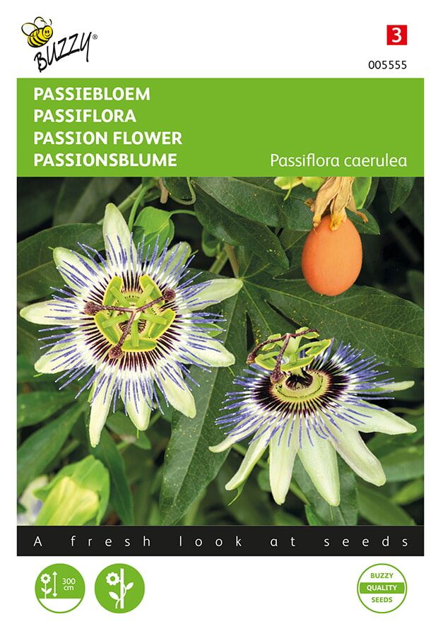 Passion Flower