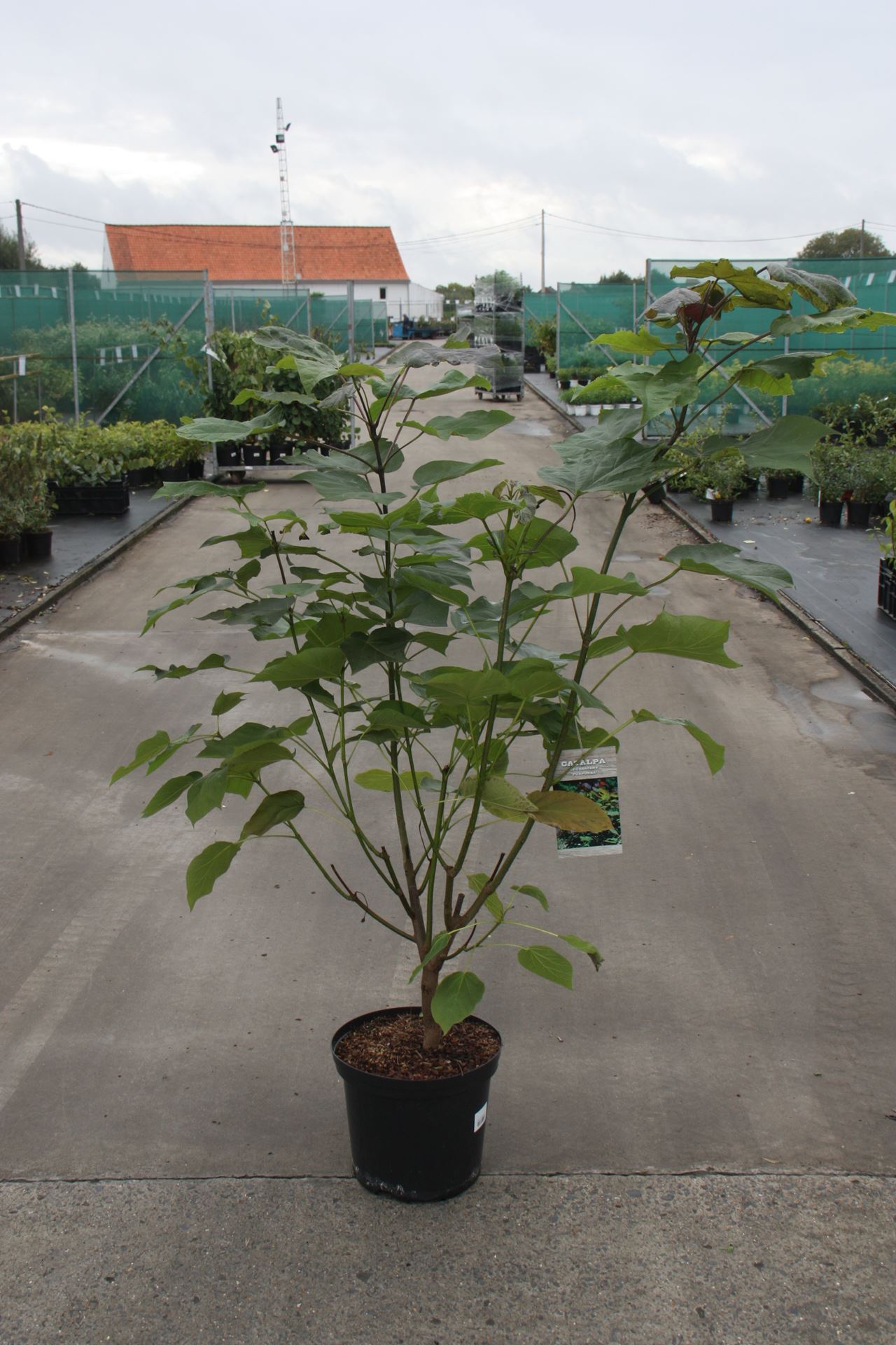 Catalpa x erubescens 'Purpurea' - pot 12L - 100-125 cm