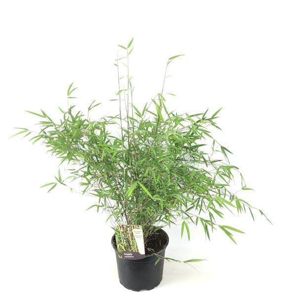 Fargesia angustissima - pot 5L - 40-60 cm