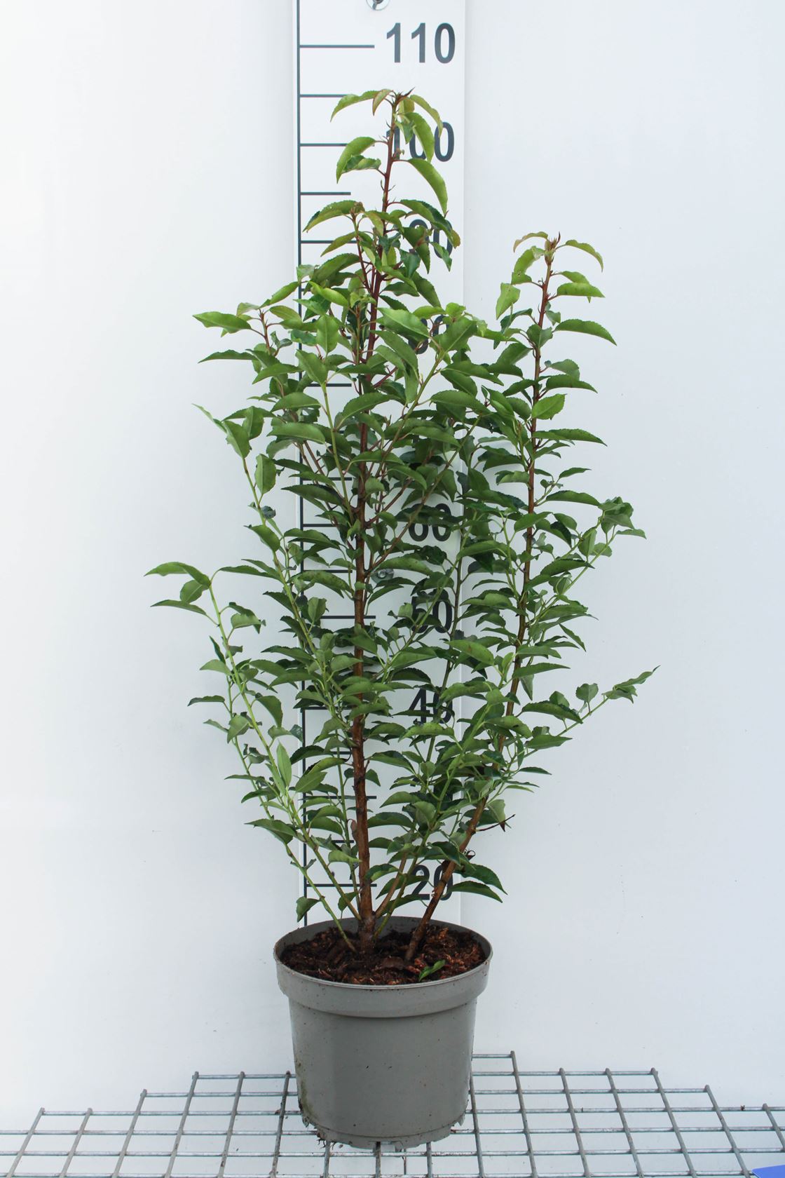 Prunus lusitanica 'Angustifolia' - pot 5L - 60+ cm - bush