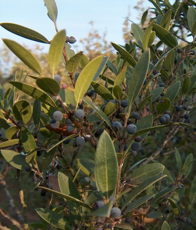 Plantenfiche-Phillyrea-angustifolia