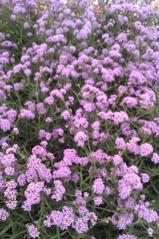 Plantenfiche-Verbena-bonariensis-Lollipop-