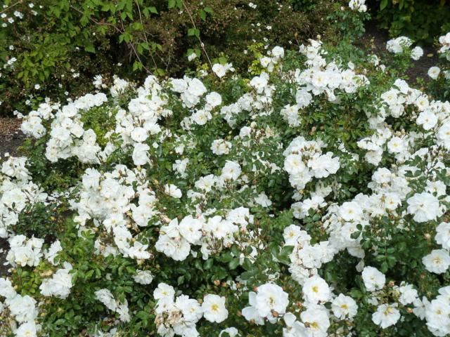 Plantenfiche-Rosa-Korgazell-Diamant-Brilliant-Vigorosa-Diamond-White-Sunsation-