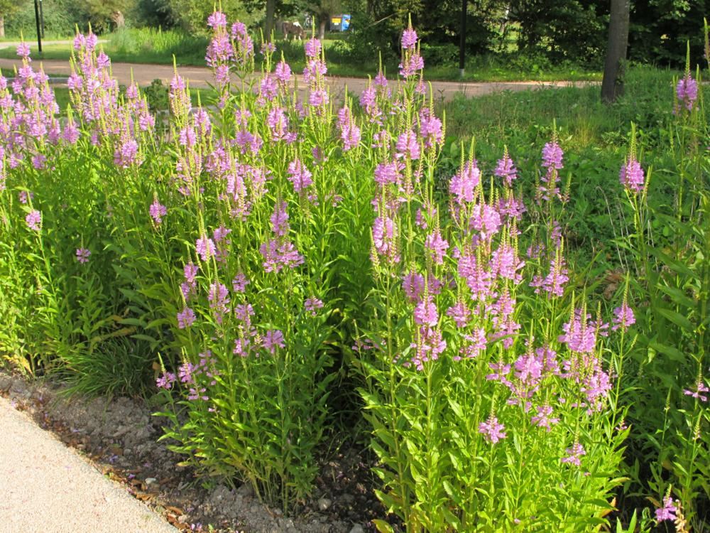 Plantenfiche-Physostegia-virginiana-Rosea-