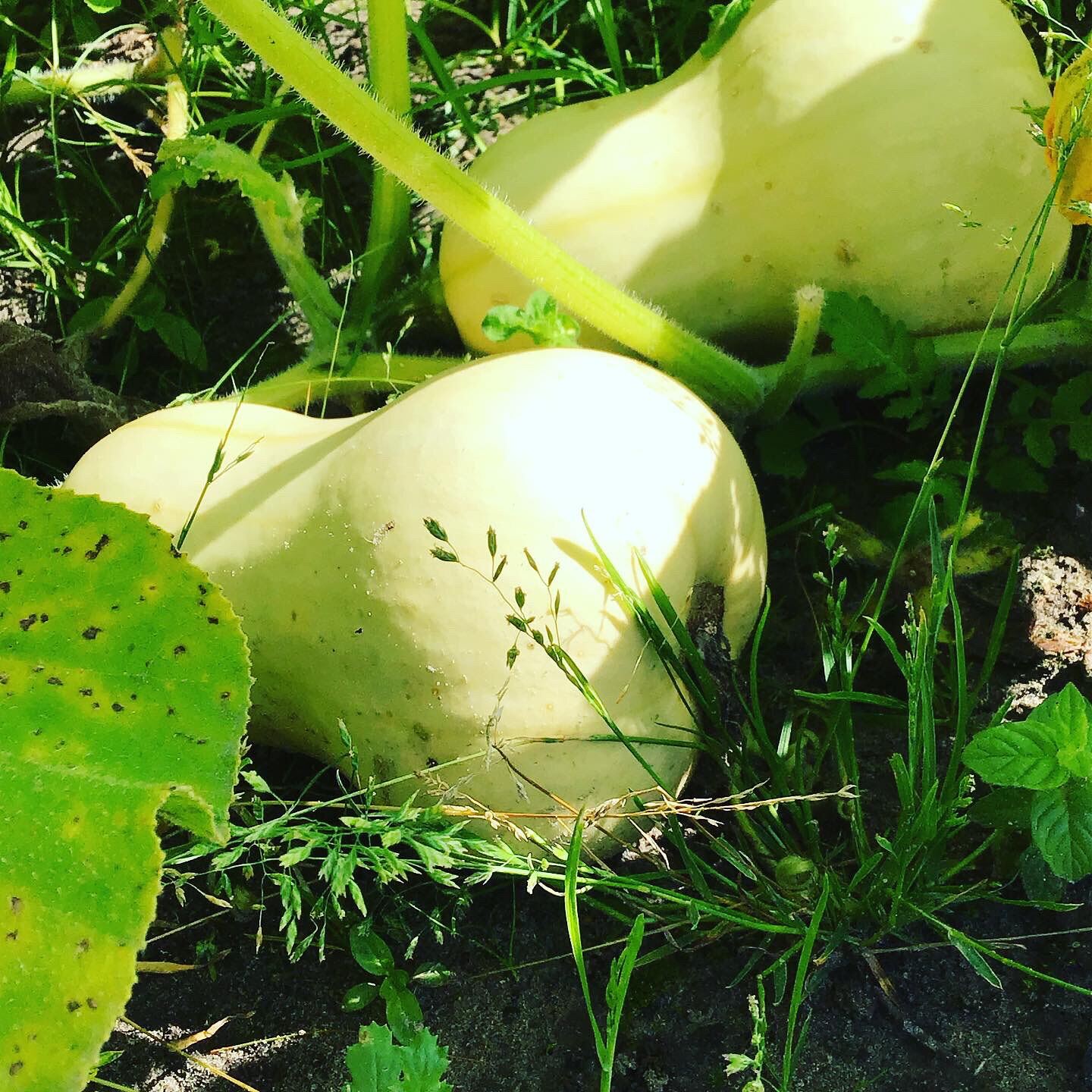 buzzy-organic-wintersquash-waltham-butternut-ska