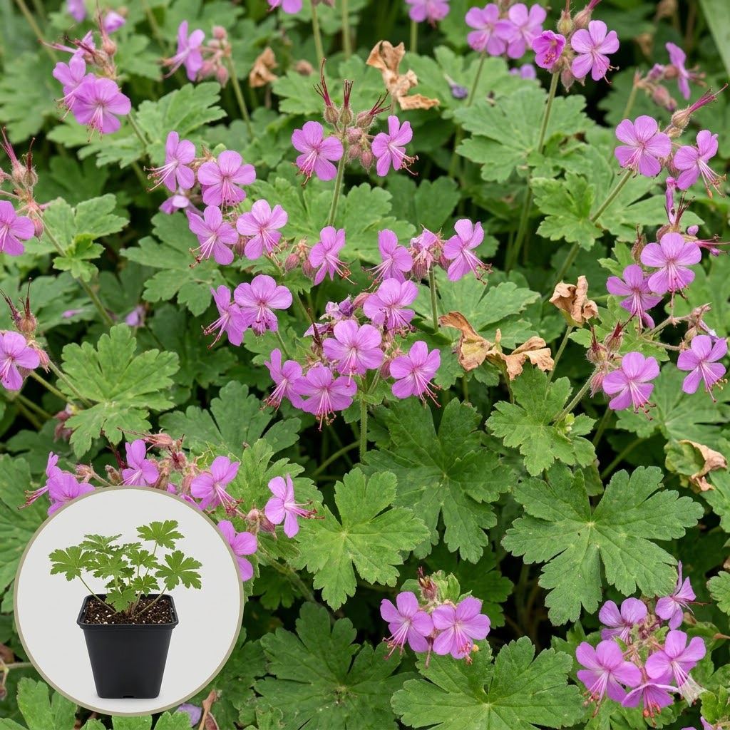 Geranium-macrorrhizum-pot-9x9-cm