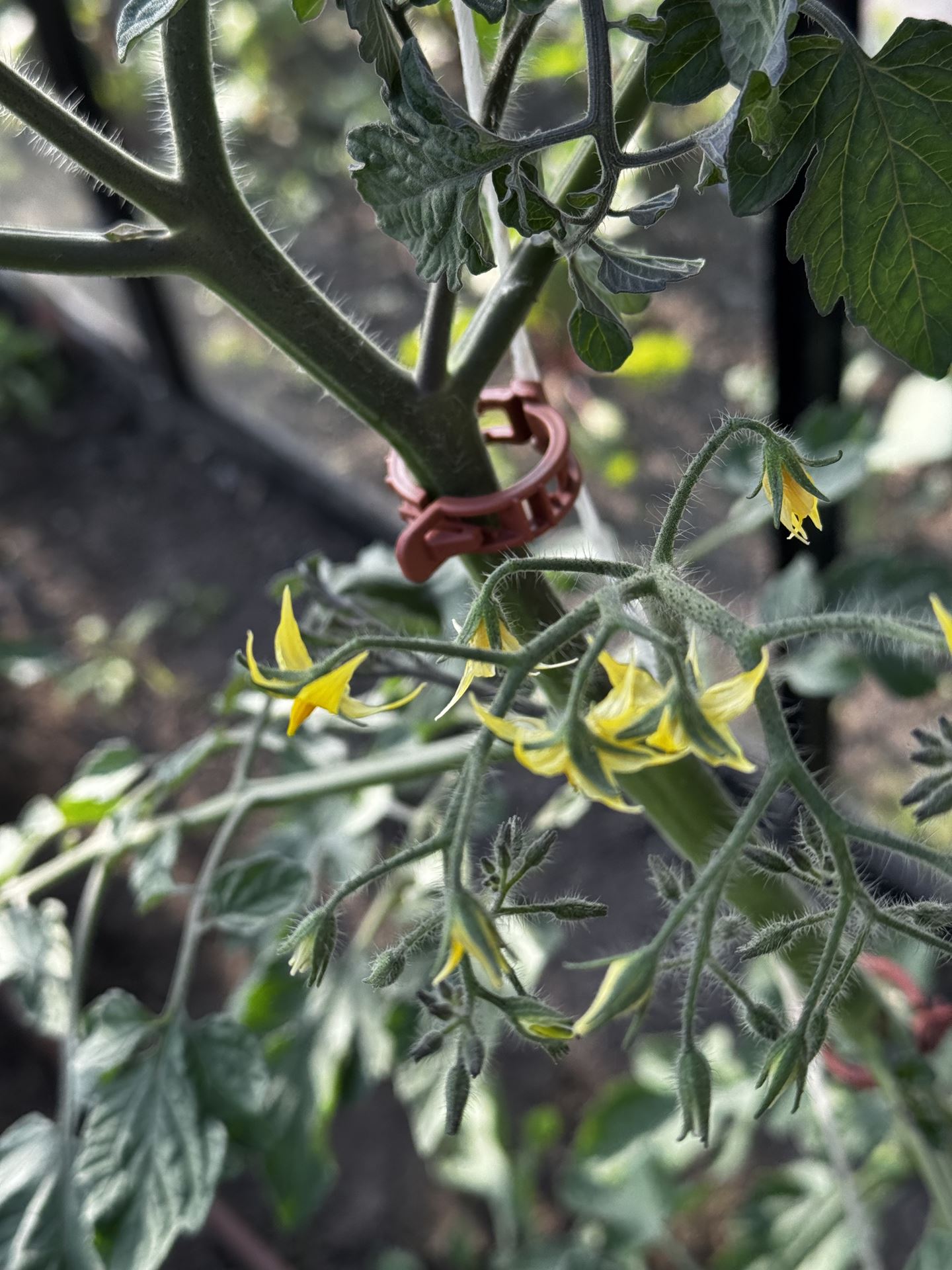 Tomaten-Clips-extra-stevig-100stuks