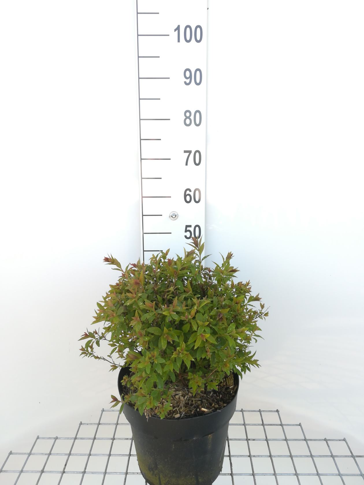 Spiraea japonica 'Genpei' - pot 10L - 40-50 cm