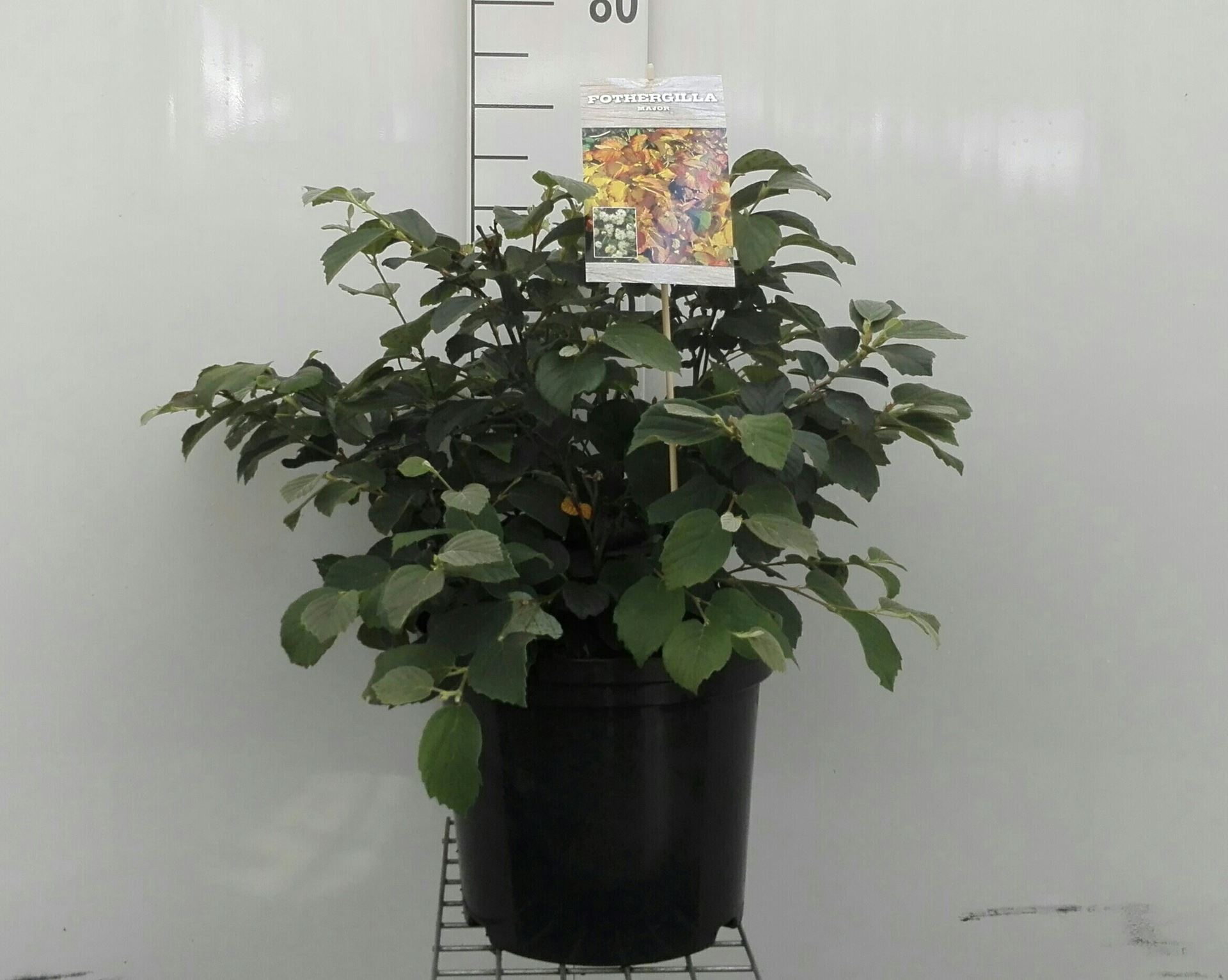 Fothergilla major - pot 12L - 40-60 cm