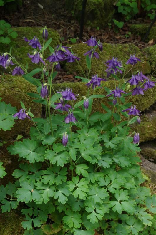 Plantenfiche-Aquilegia-vulgaris