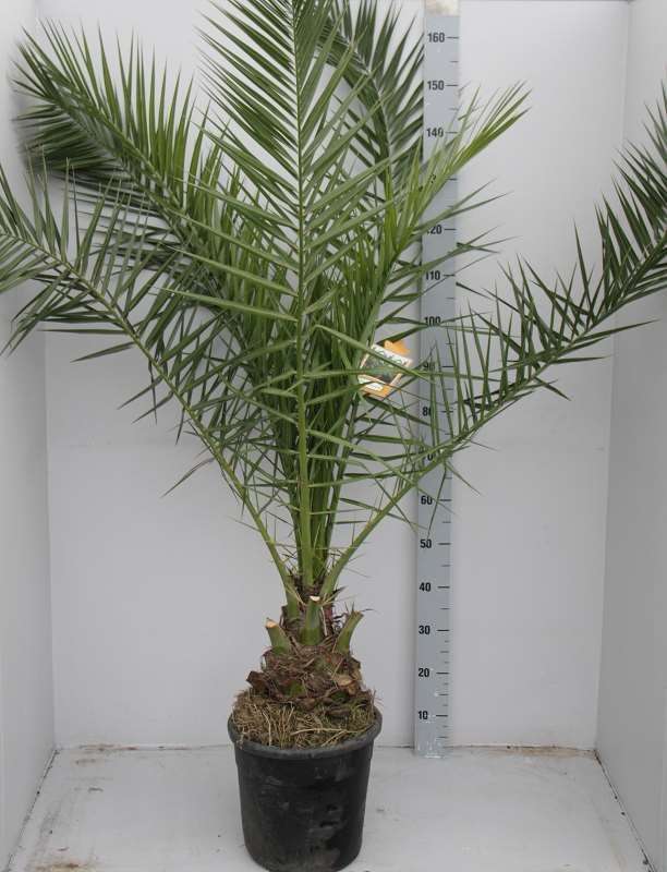 Phoenix canariensis - pot - 130-140 cm