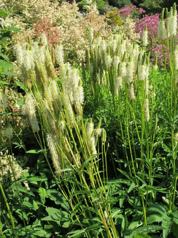 Plantenfiche-Sanguisorba-canadensis