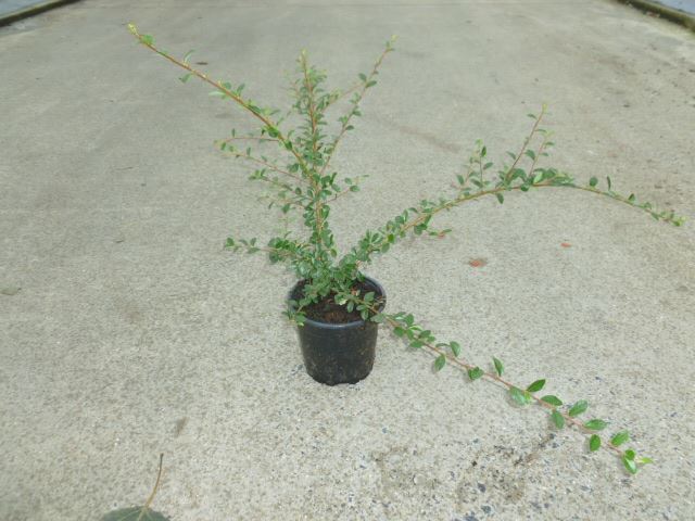 Cotoneaster x suecicus 'Skogholm' - pot 1,3L - 30-40 cm