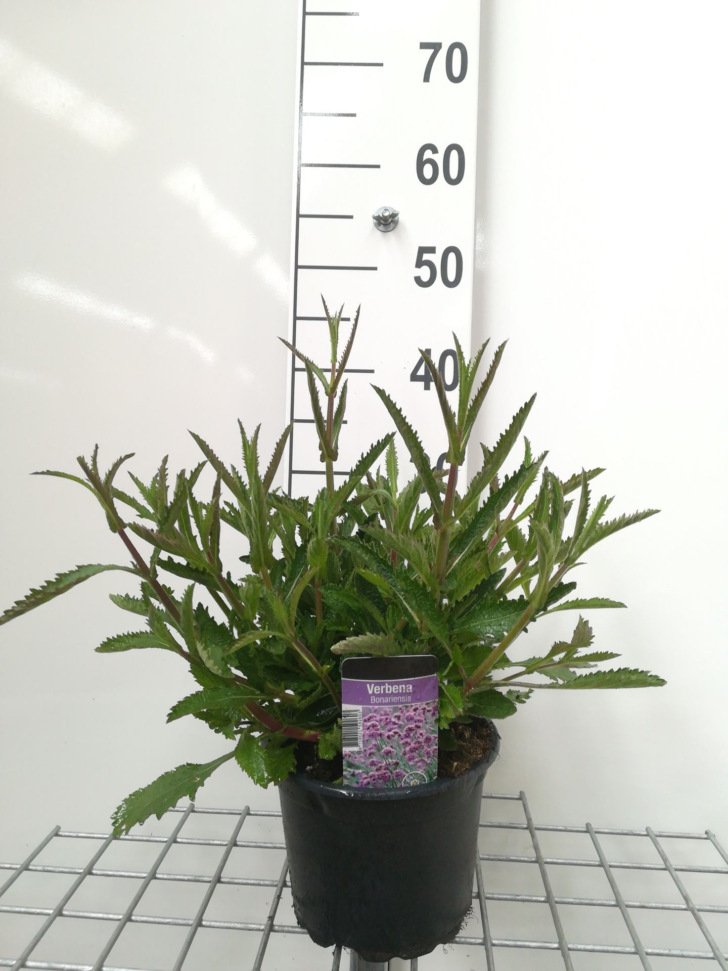 Verbena bonariensis - pot 2L