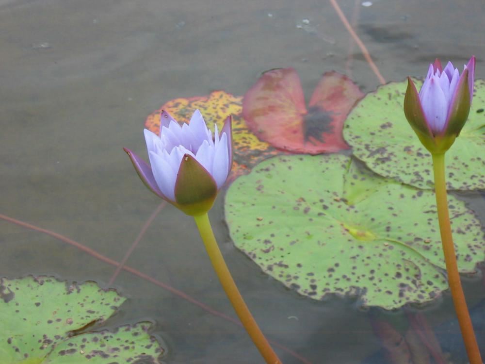 Plantenfiche-Nymphaea-King-of-the-Blues-