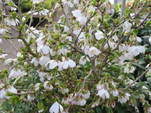 Plantenfiche-Prunus-incisa-Kojou-no-mai-