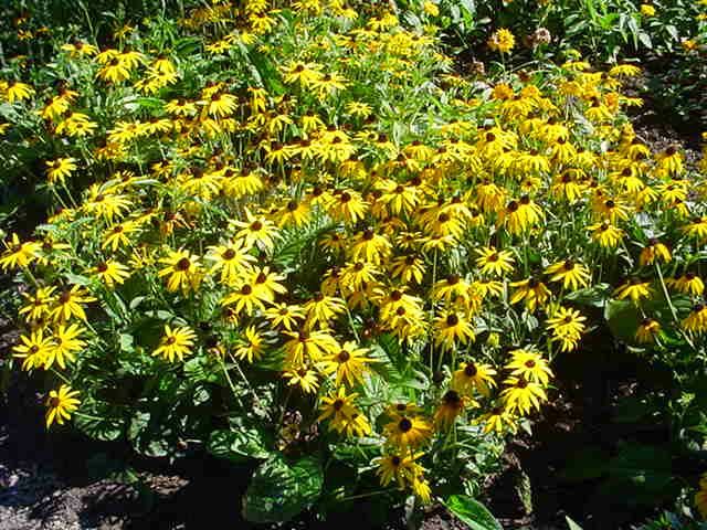 Plantenfiche-Rudbeckia-fulgida-Goldsturm-