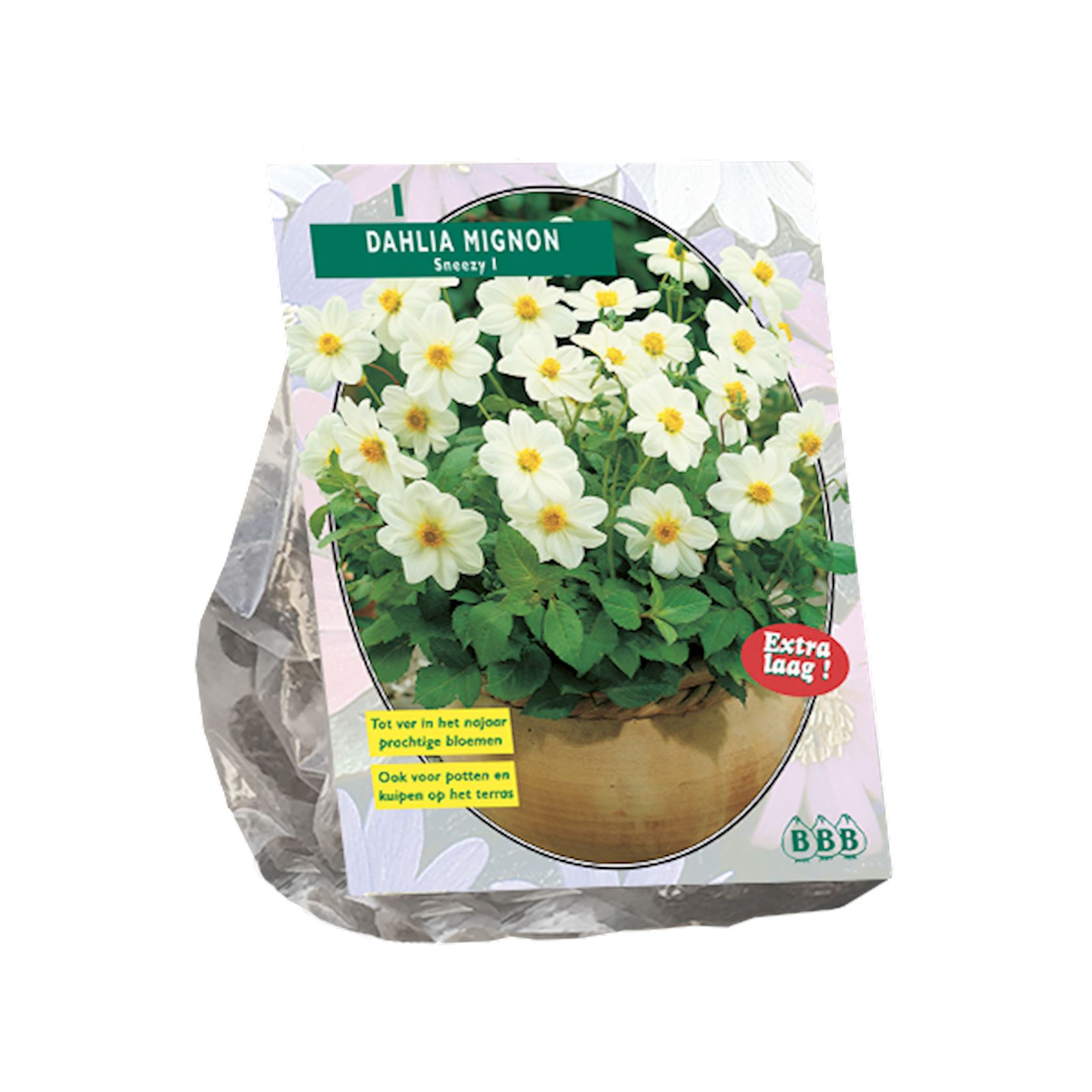 Baltus dahlia 'Mignon Sneezy' - Voorjaarsbloembollen - 1 bol (oranje)