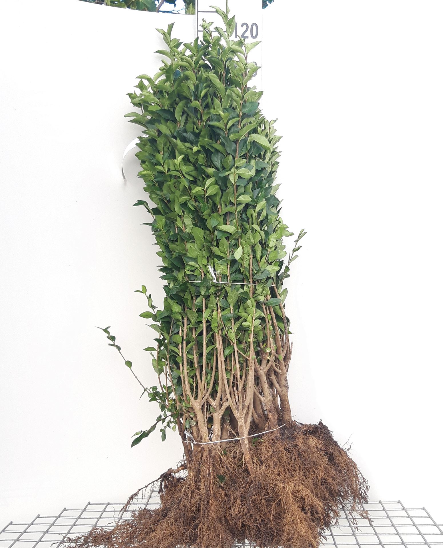 Ligustrum ovalifolium - bare root - 60-90 cm